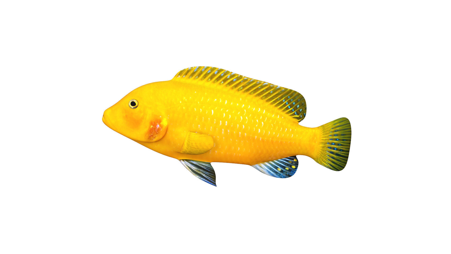 Low-Poly Cichlid Yellow Animated Low-poly 3D model_3
