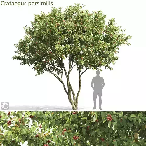 Crataegus persimilis 03