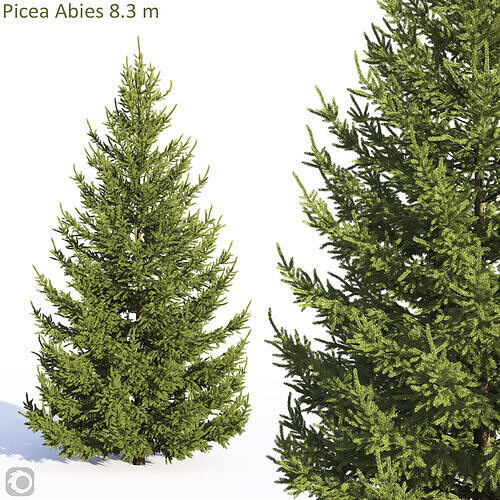 Picea Abies  3D model