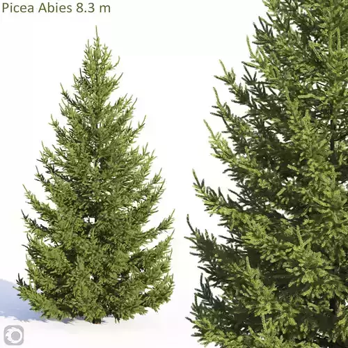 Picea Abies  3D model