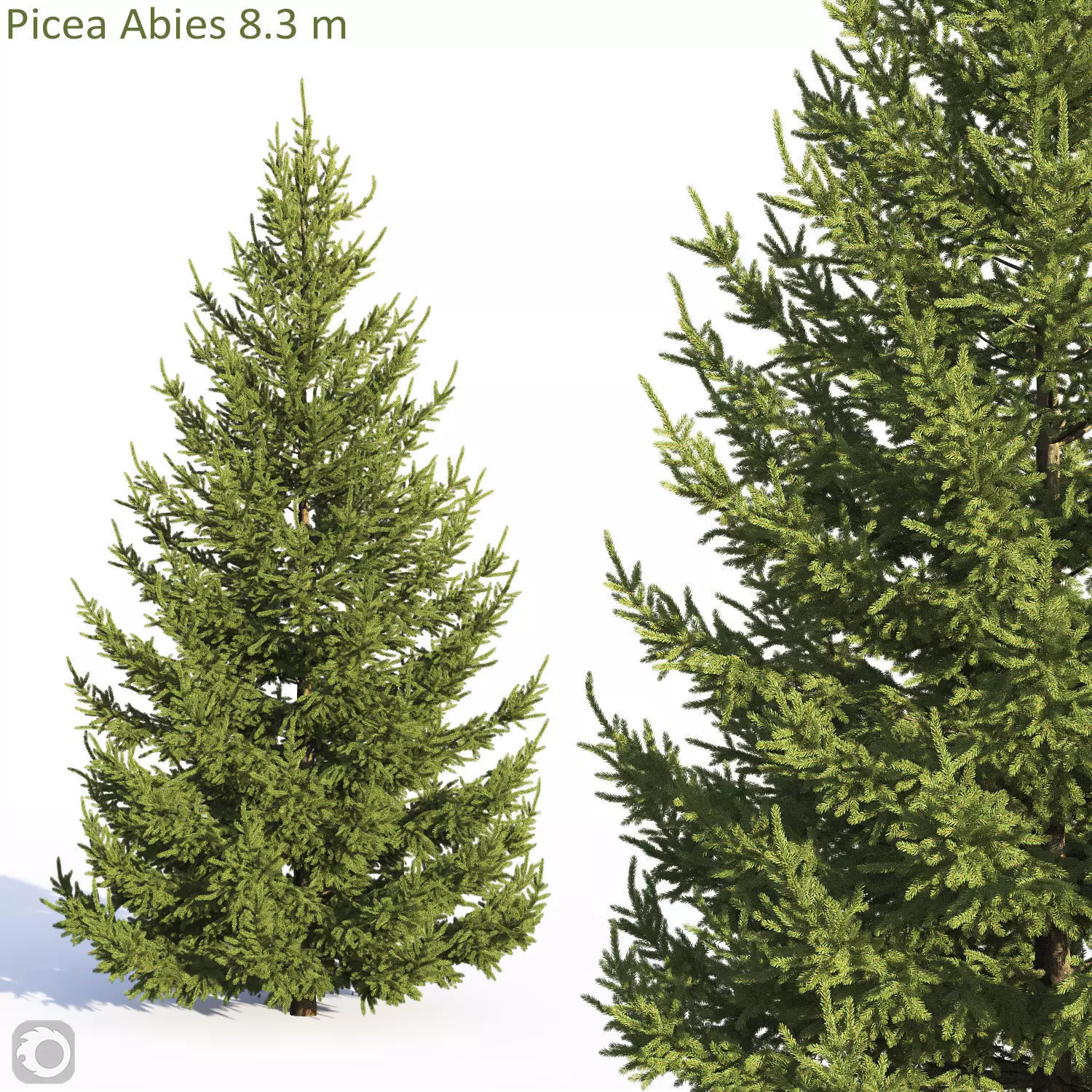 Picea Abies 3D model
