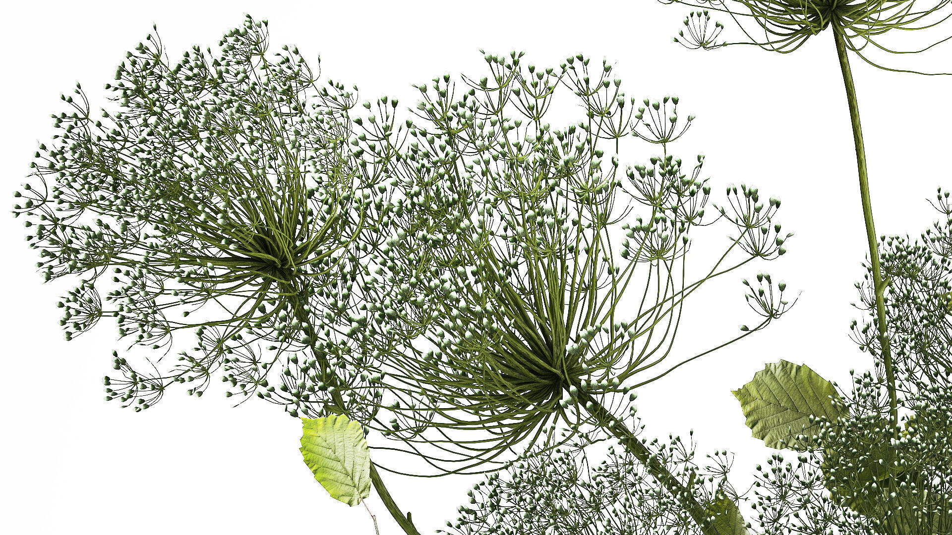 Flower Bouquet Of Green Branches And Hogweed 504 3D model_5