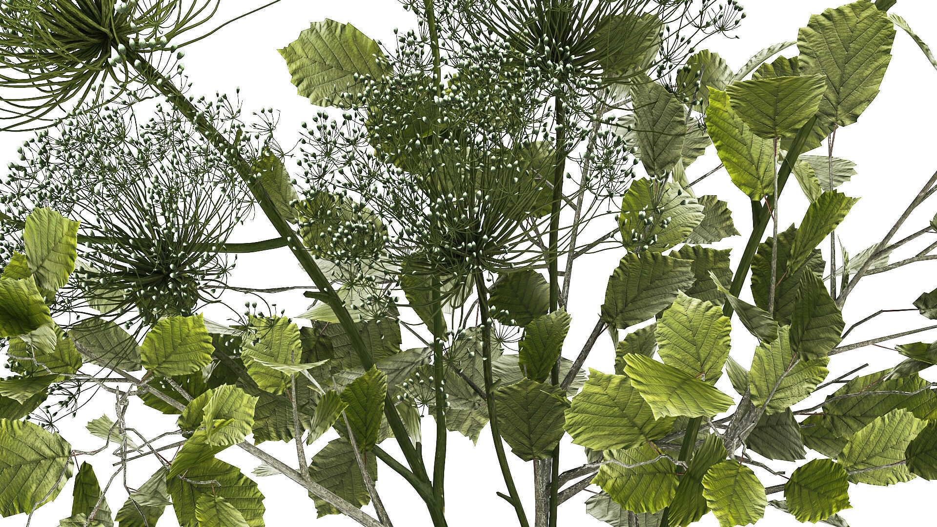 Flower Bouquet Of Green Branches And Hogweed 504 3D model_4