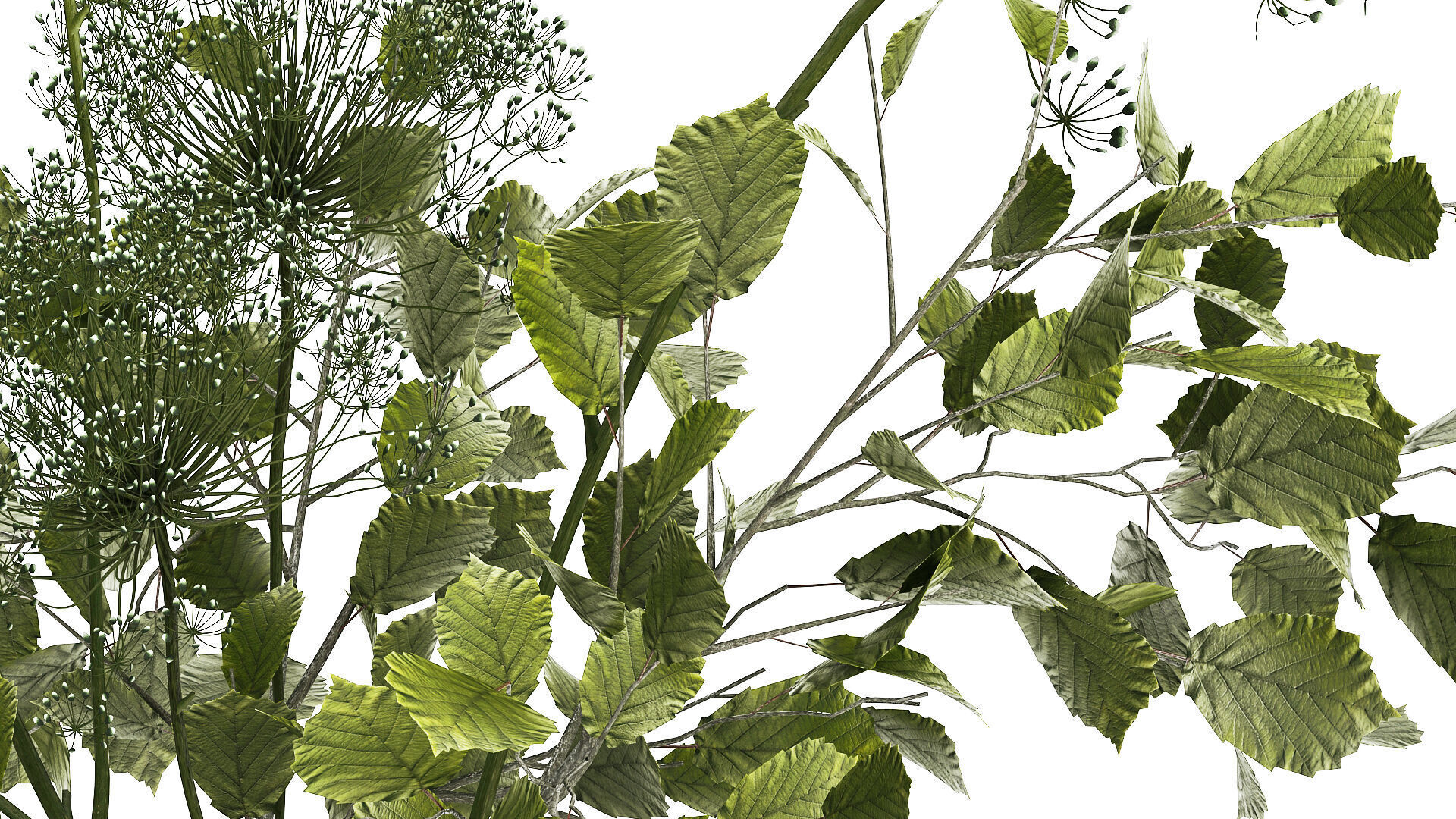 Flower Bouquet Of Green Branches And Hogweed 504 3D model_6