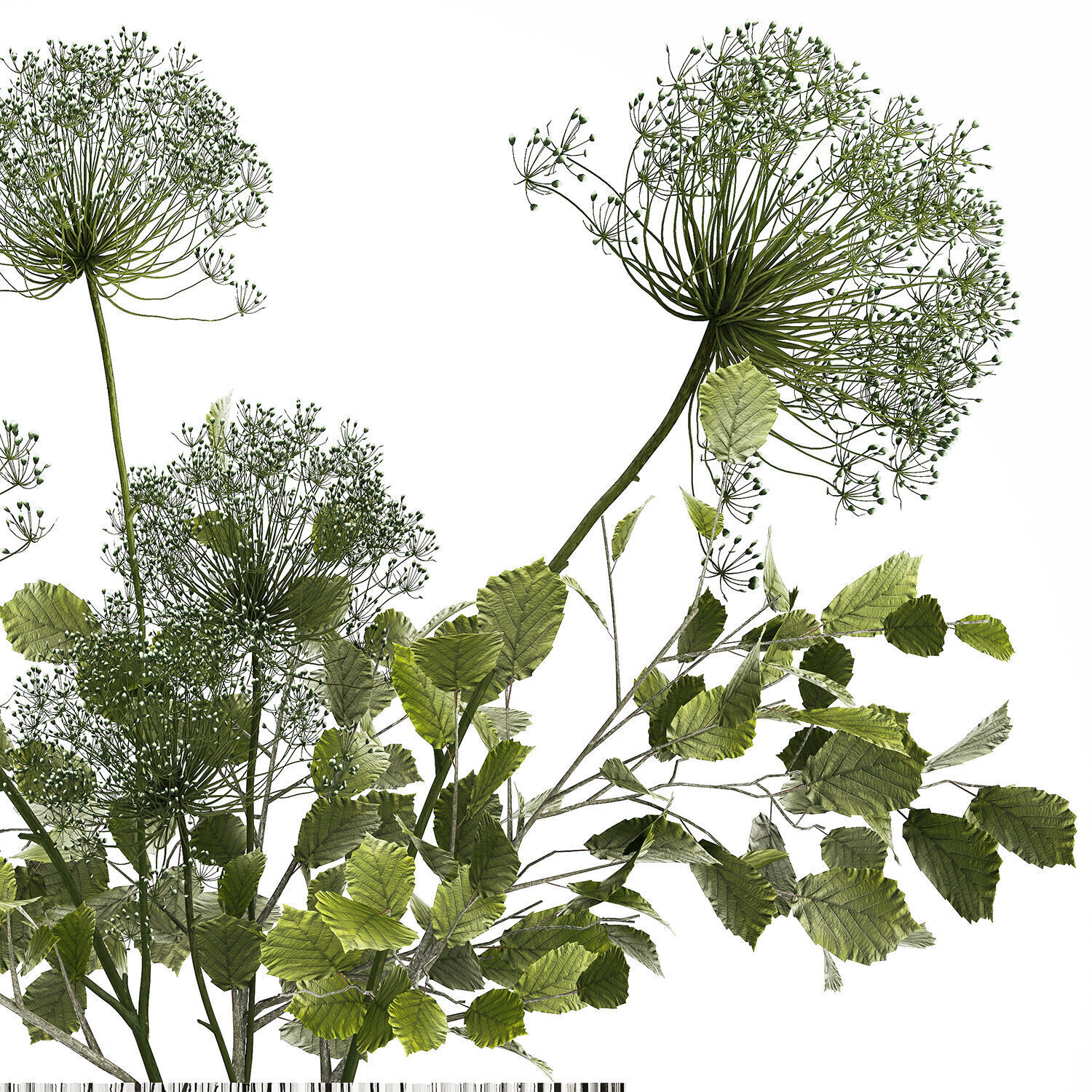 Flower Bouquet Of Green Branches And Hogweed 504 3D model_10