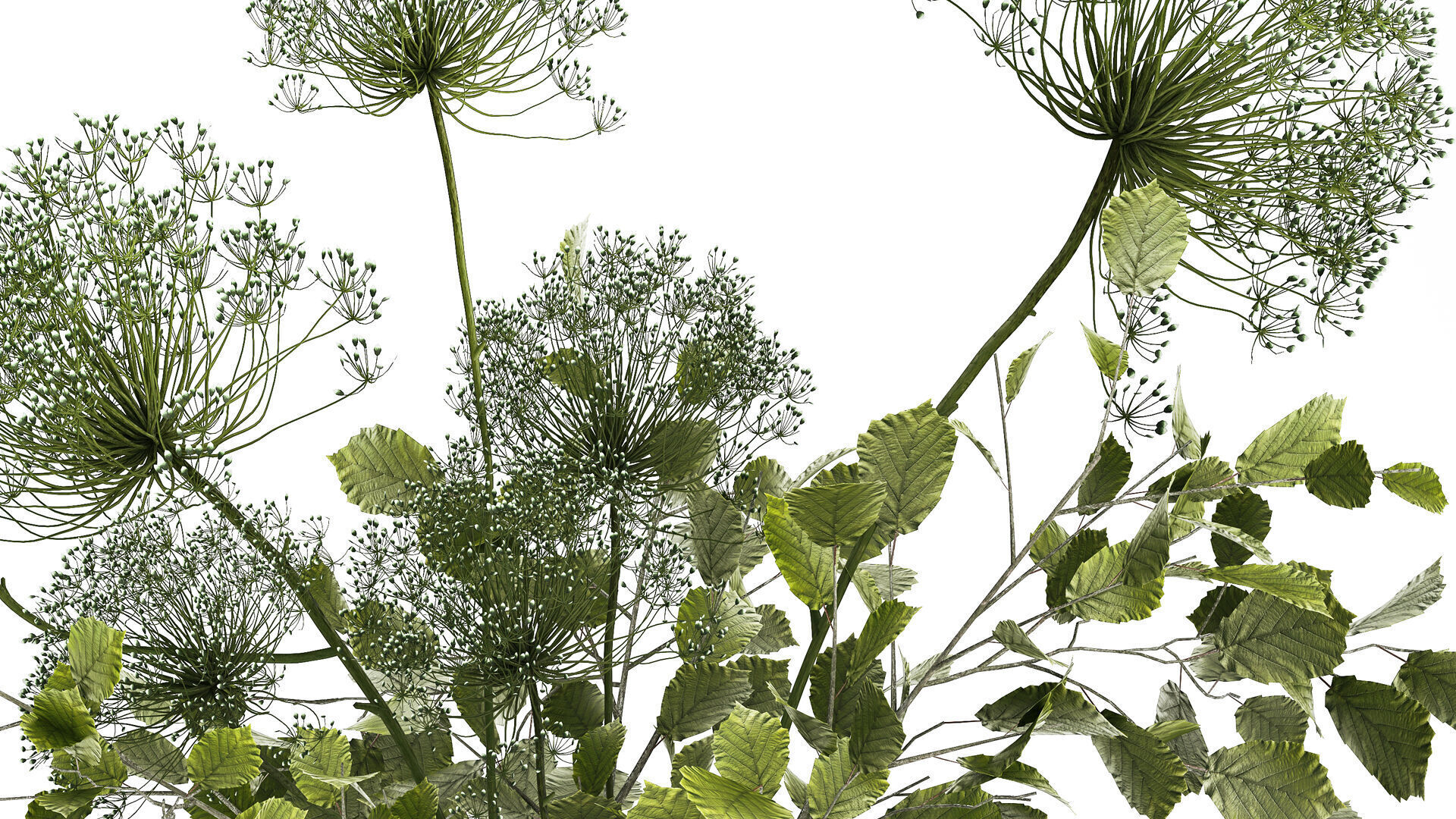 Flower Bouquet Of Green Branches And Hogweed 504 3D model_7