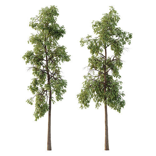 Parashorea Chinensis Tree 01 3D model
