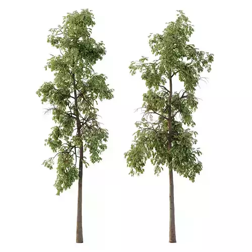 Parashorea Chinensis Tree 01 3D model
