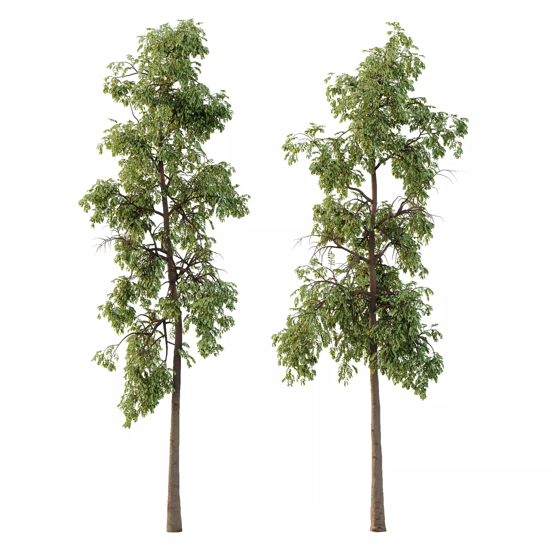 Parashorea Chinensis Tree 01 3D model_0