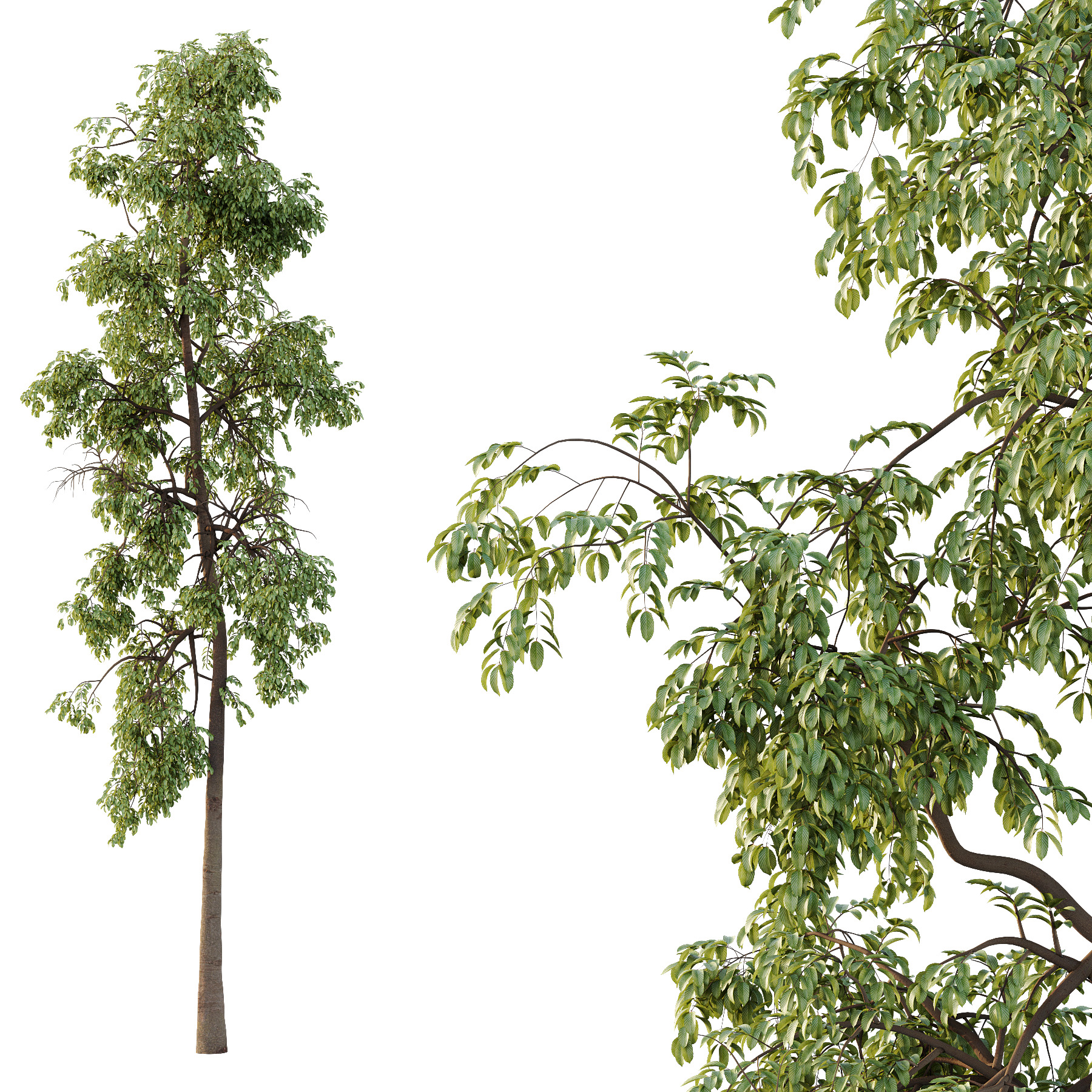 Parashorea Chinensis Tree 01 3D model_1