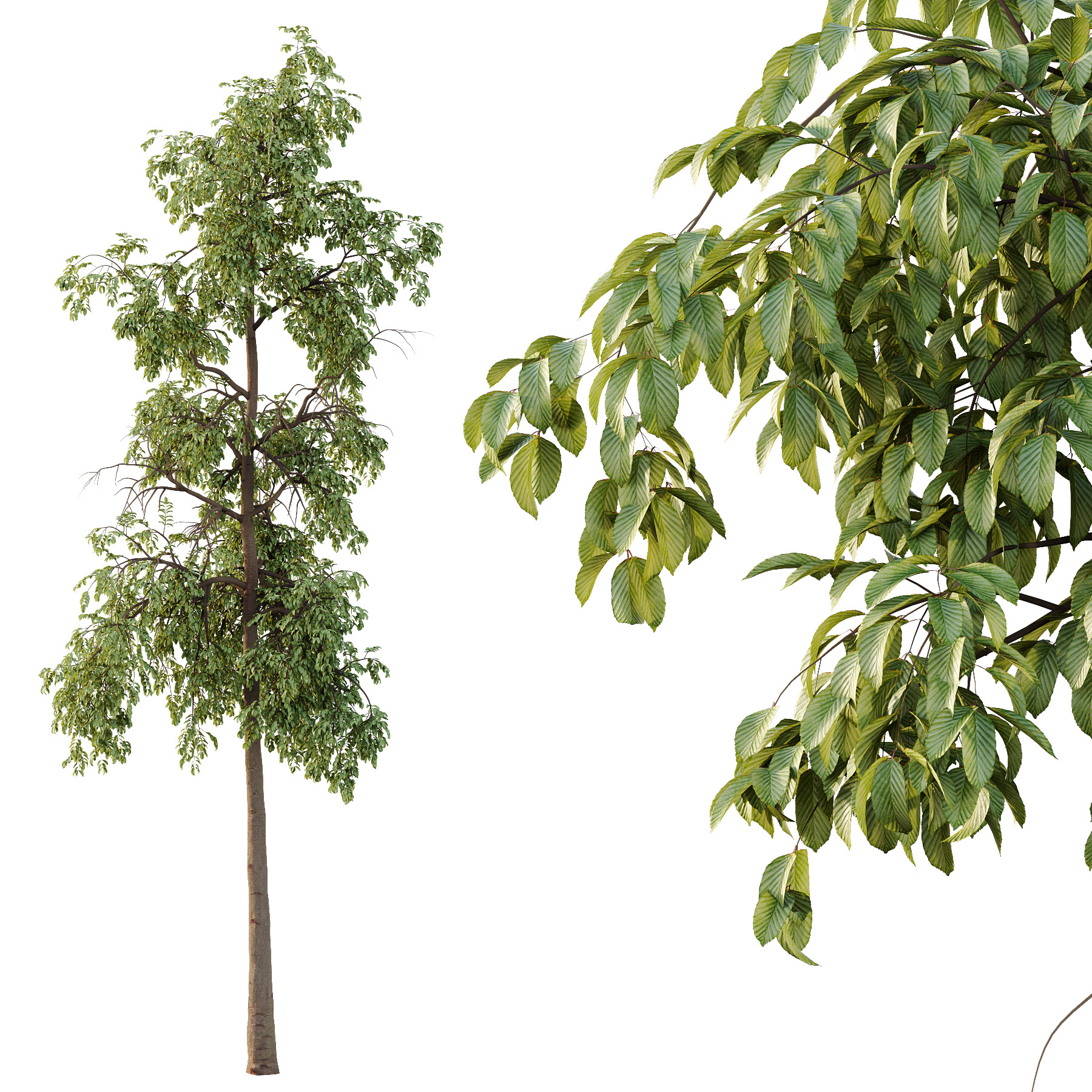 Parashorea Chinensis Tree 01 3D model_2