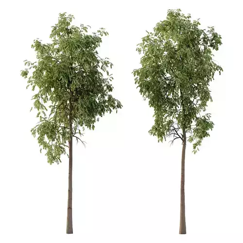 Parashorea Chinensis Tree 02