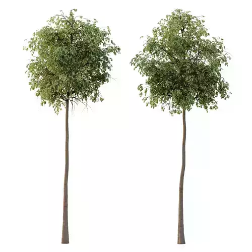 Parashorea Chinensis Tree 03 3D model