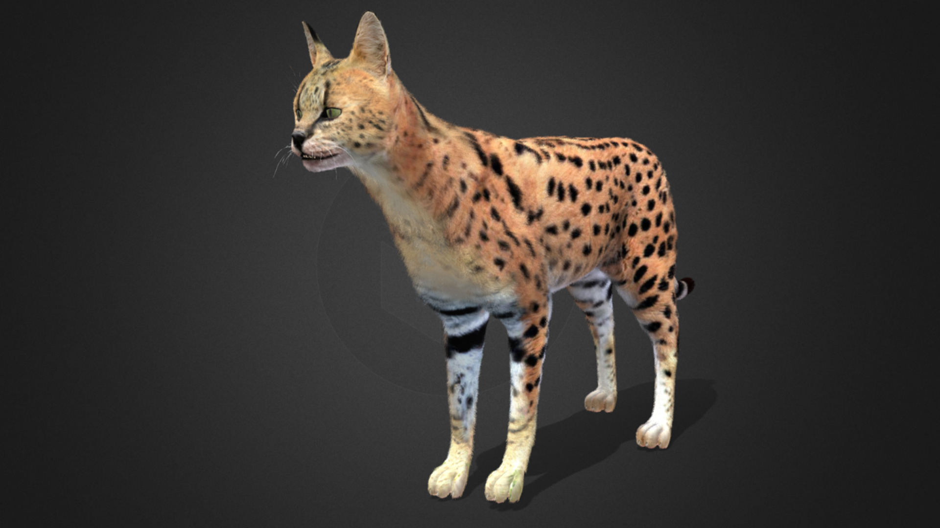 Serval - Cat Realistic Animated 3D model_7