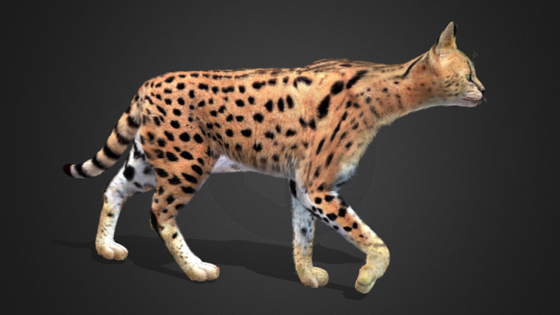 Serval - Cat Realistic Animated 3D model_13
