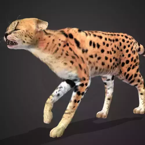 Serval - Cat Realistic Animated 3D model