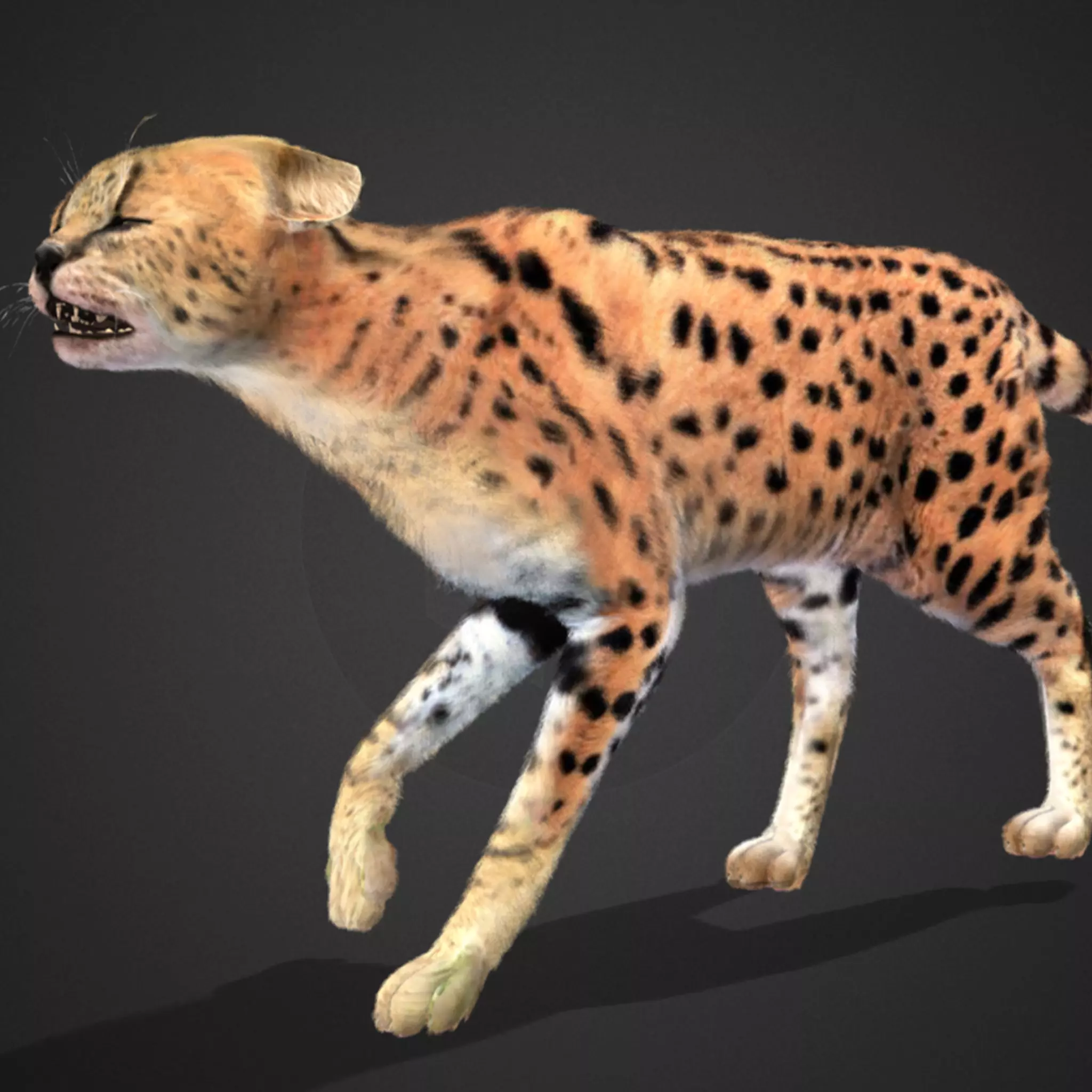 Serval - Cat Realistic Animated 3D model_0