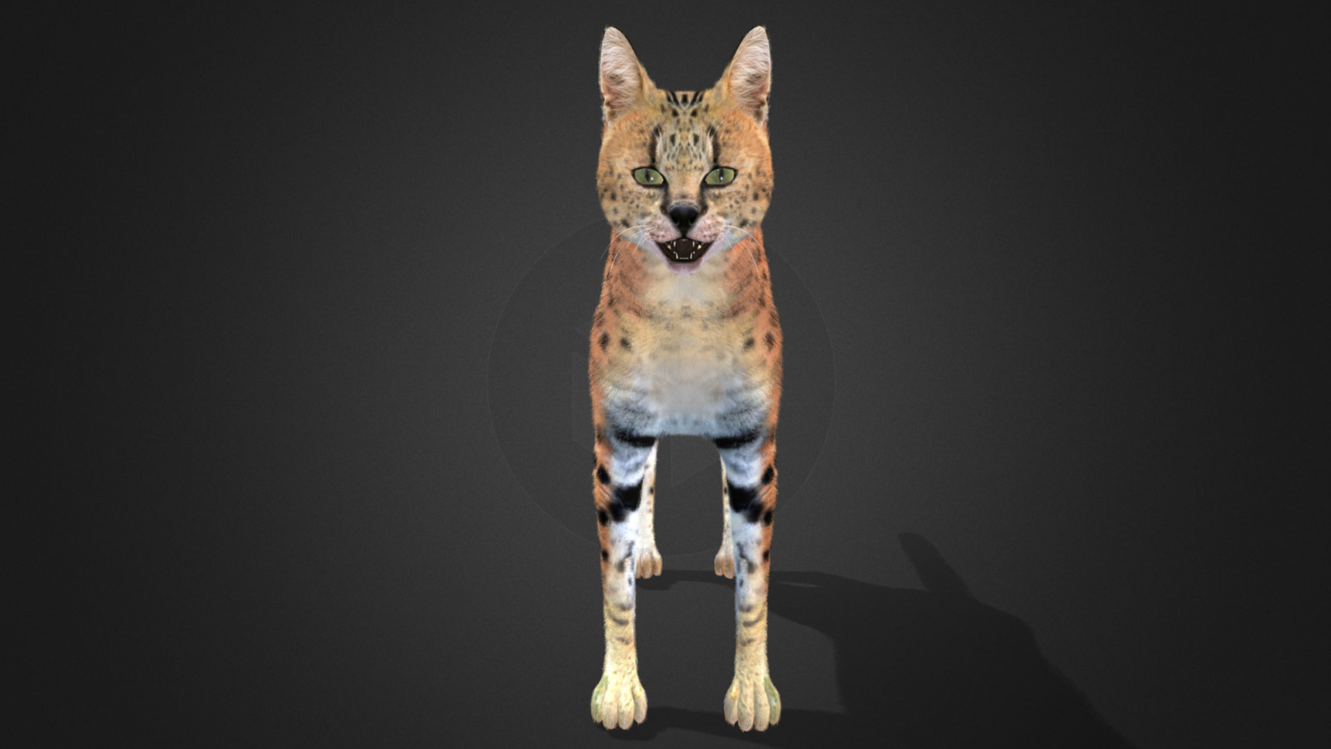 Serval - Cat Realistic Animated 3D model_10