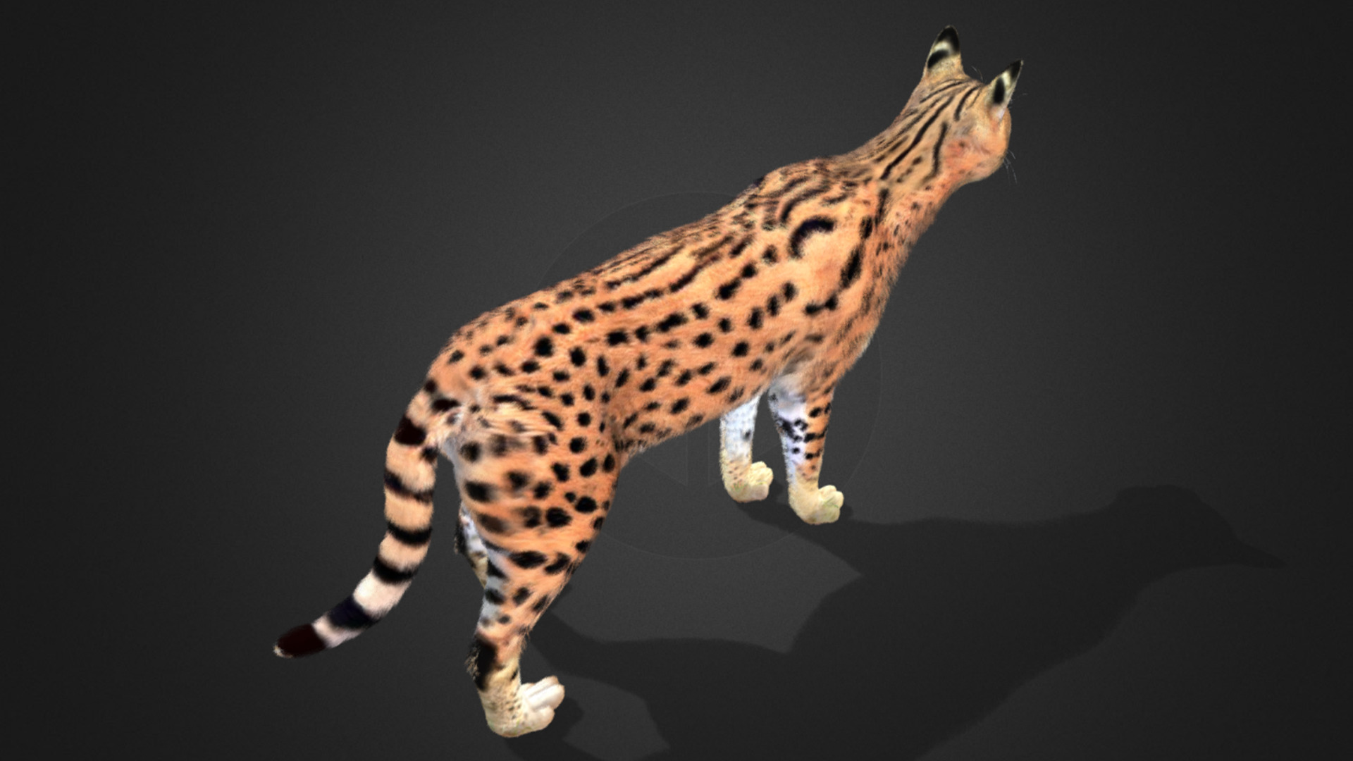 Serval - Cat Realistic Animated 3D model_14