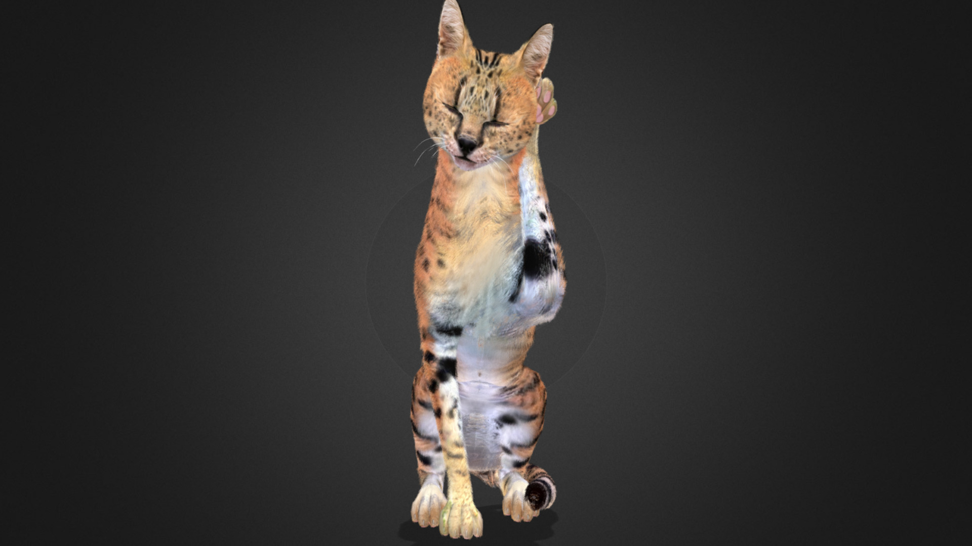 Serval - Cat Realistic Animated 3D model_2