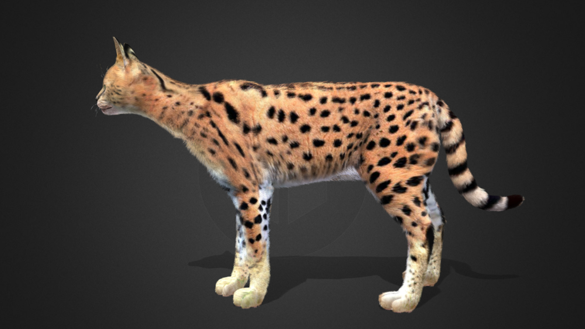 Serval - Cat Realistic Animated 3D model_15