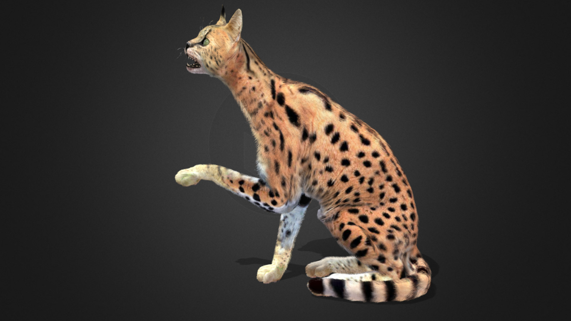Serval - Cat Realistic Animated 3D model_12