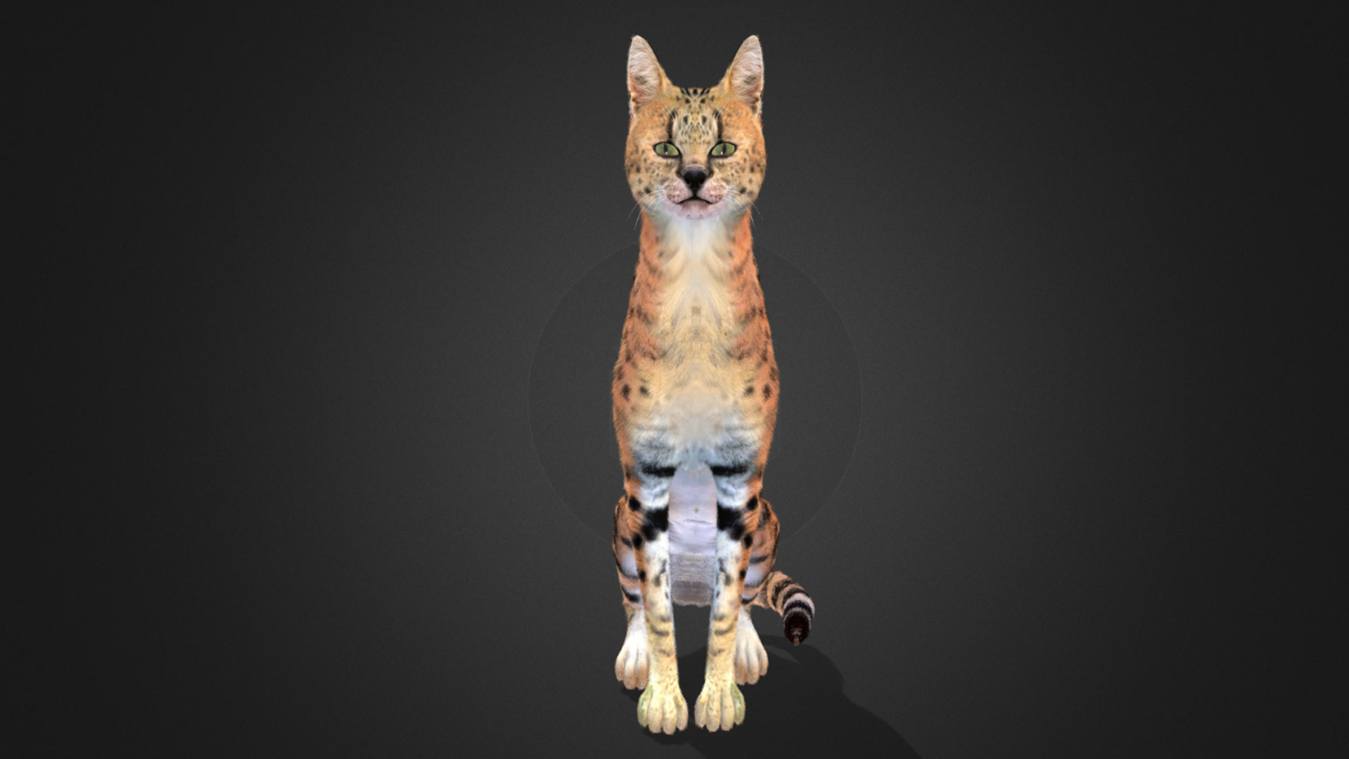 Serval - Cat Realistic Animated 3D model_4