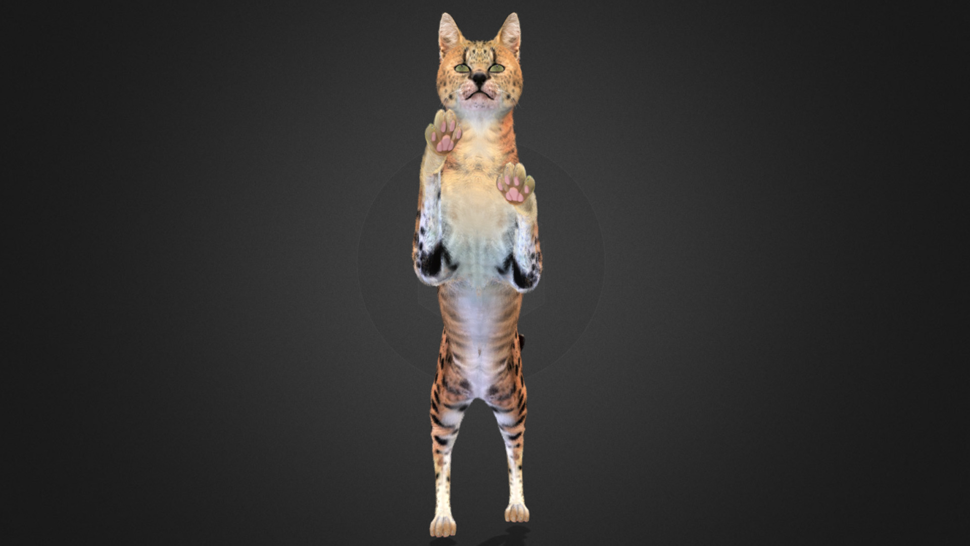 Serval - Cat Realistic Animated 3D model_11