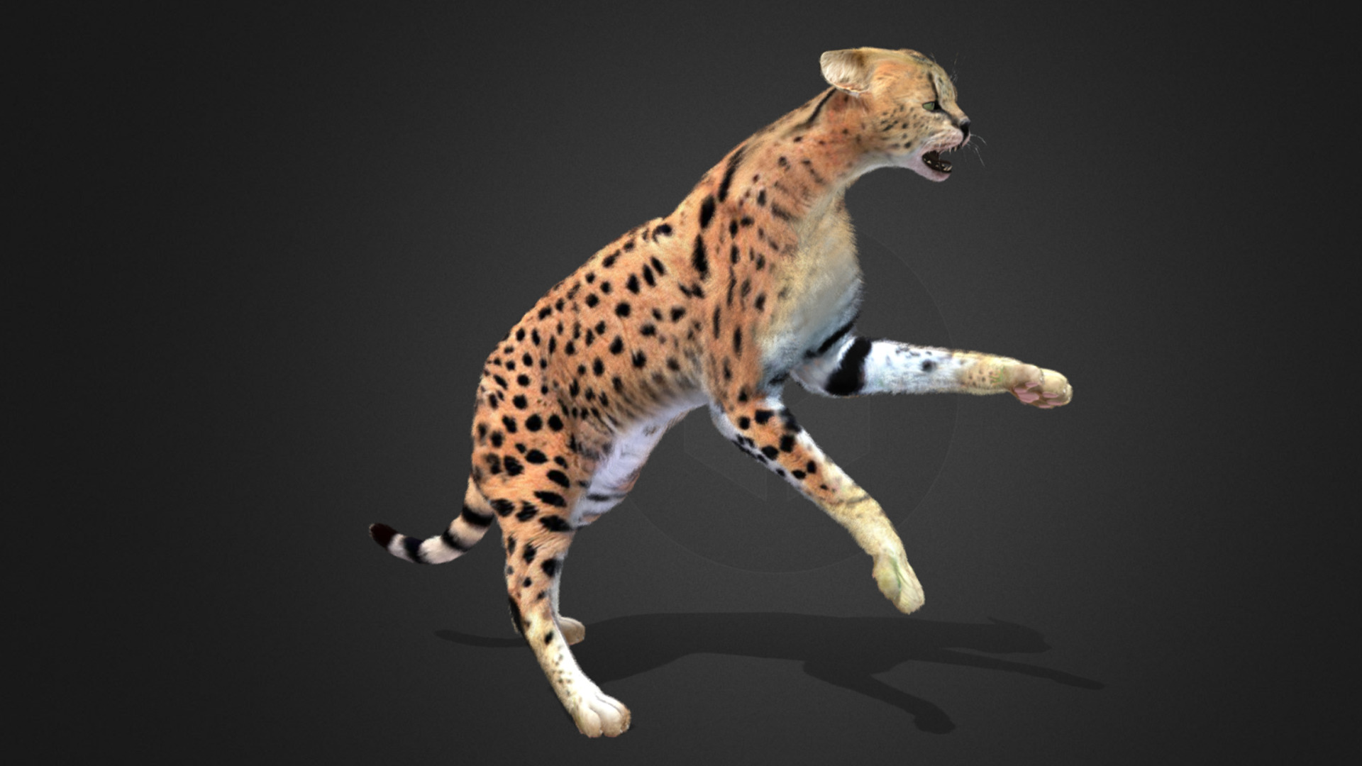 Serval - Cat Realistic Animated 3D model_6