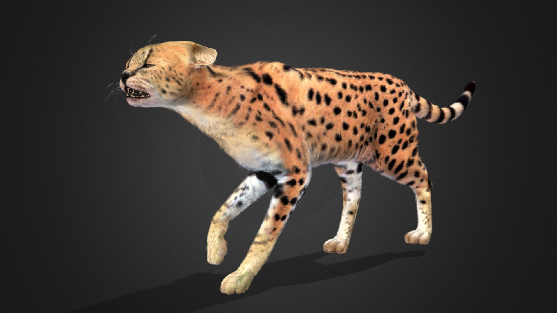 Serval - Cat Realistic Animated 3D model_5