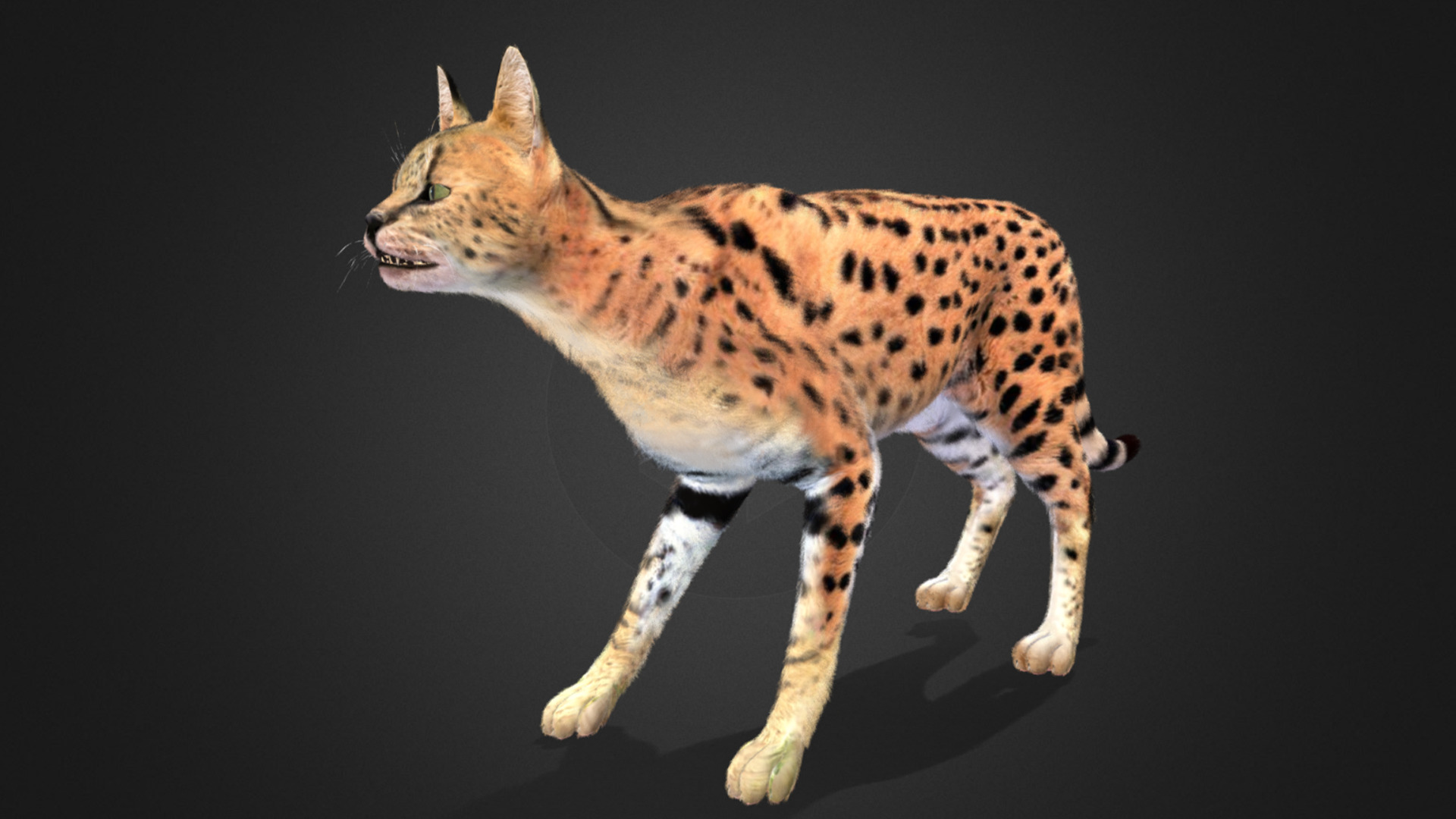Serval - Cat Realistic Animated 3D model_8