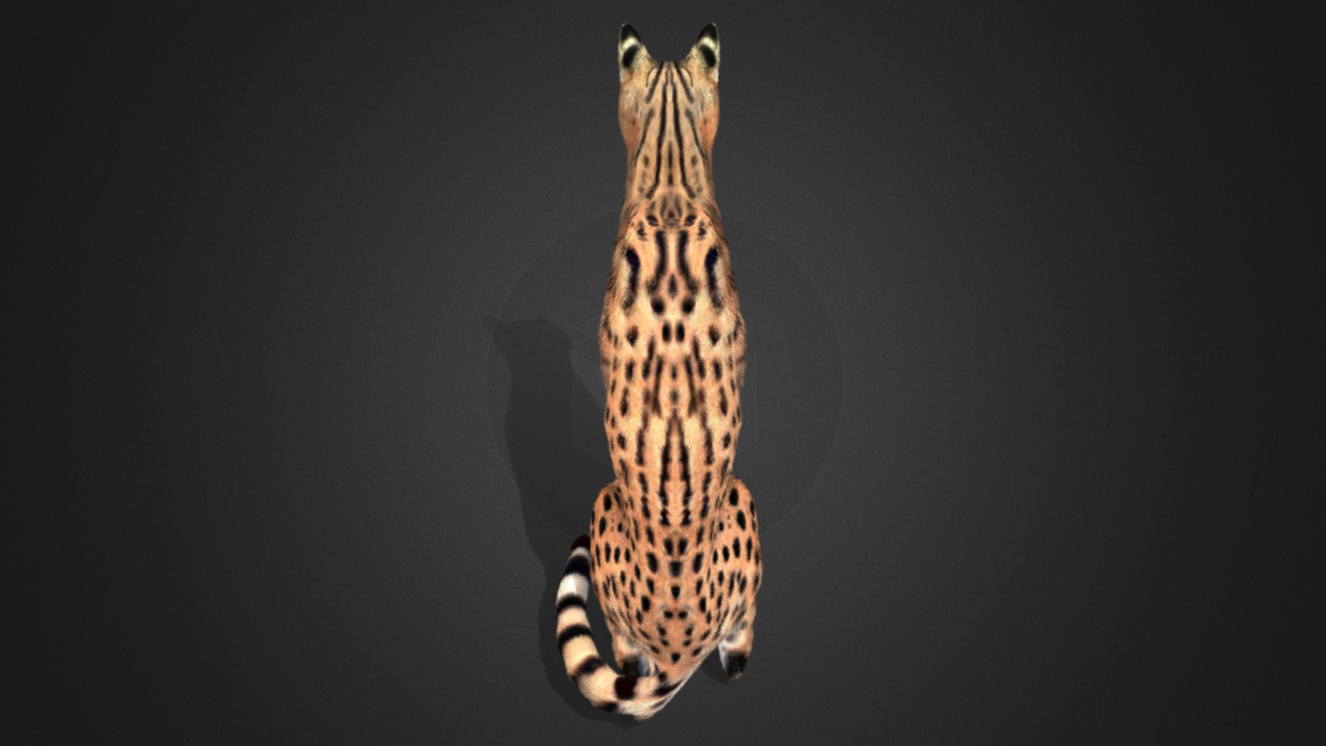 Serval - Cat Realistic Animated 3D model_9