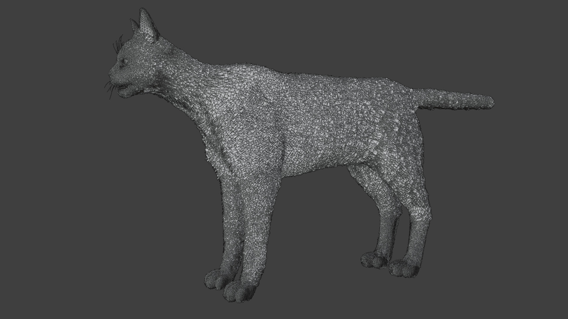 Serval - Cat Realistic Animated 3D model_18