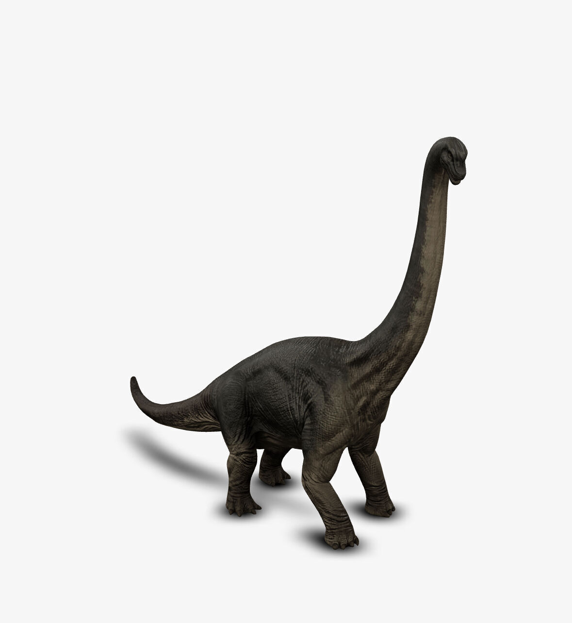 Brachiosaur 3D model_5