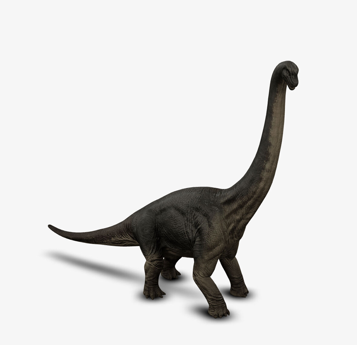 Brachiosaur 3D model_6