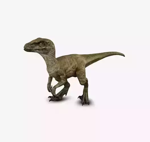 Velociraptor