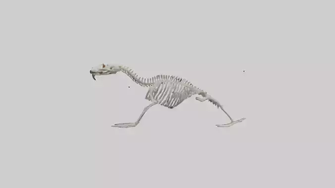 Sea Lion Skeleton model