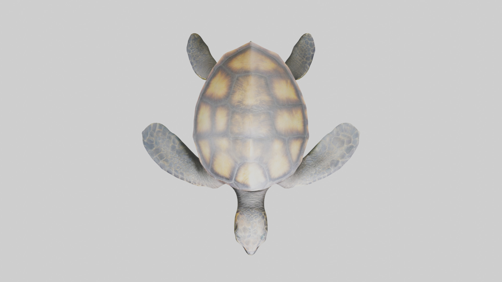 Sea Turtle model 3D model_14