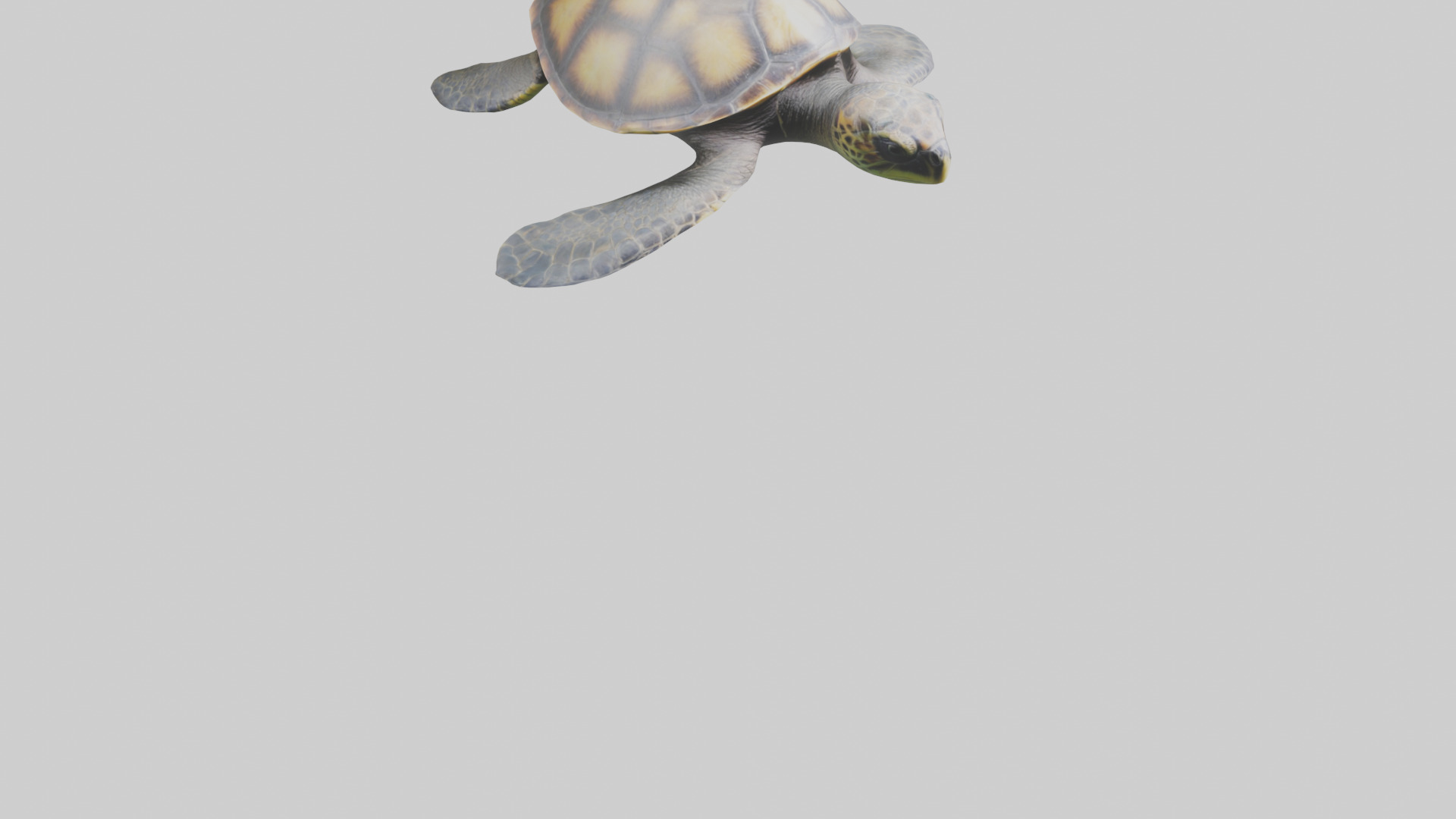 Sea Turtle model 3D model_6