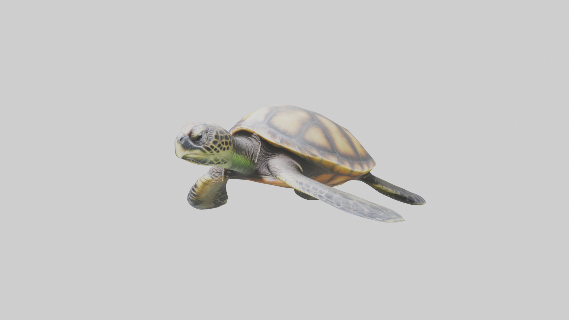 Sea Turtle model 3D model_10