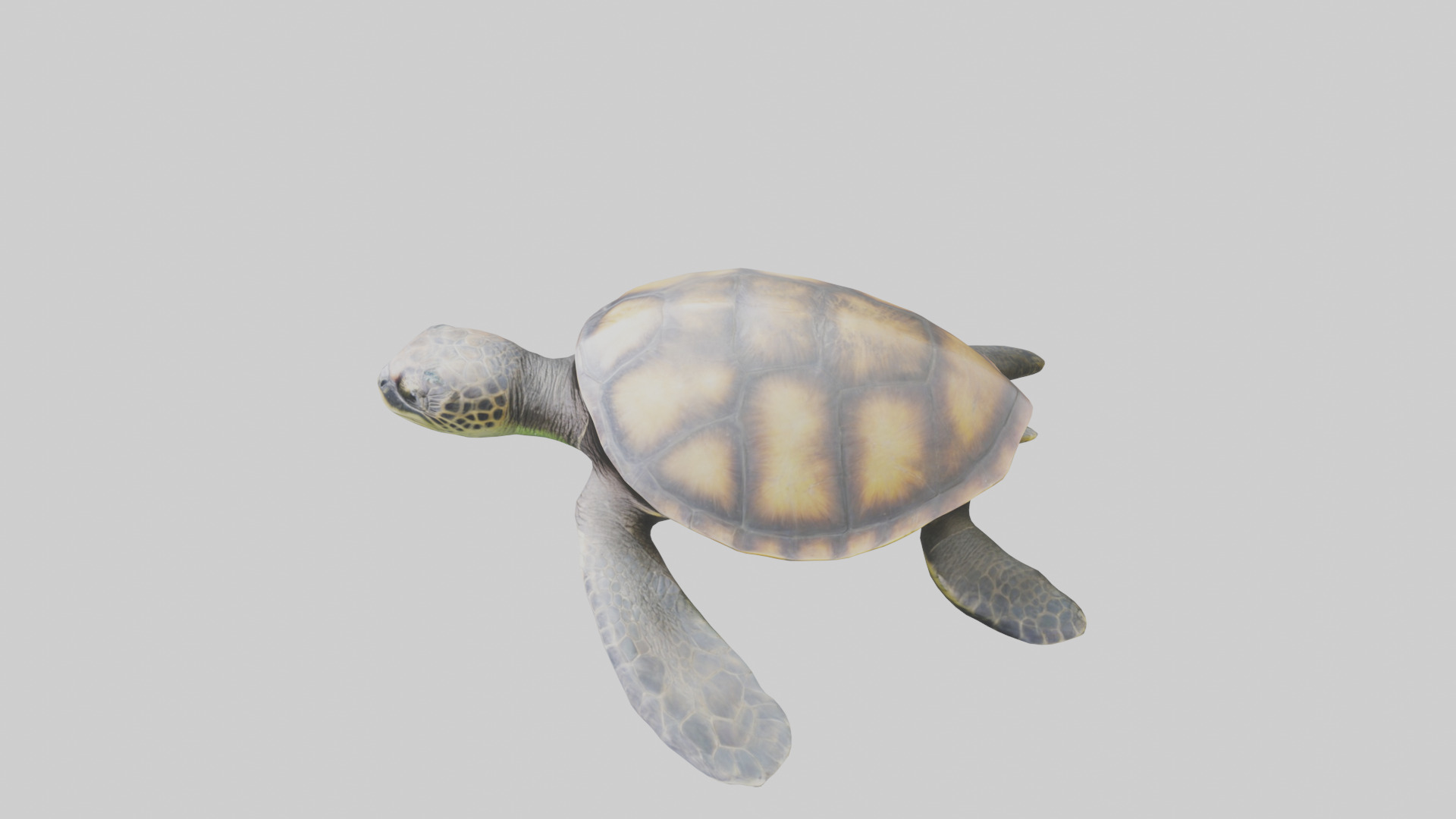 Sea Turtle model 3D model_17