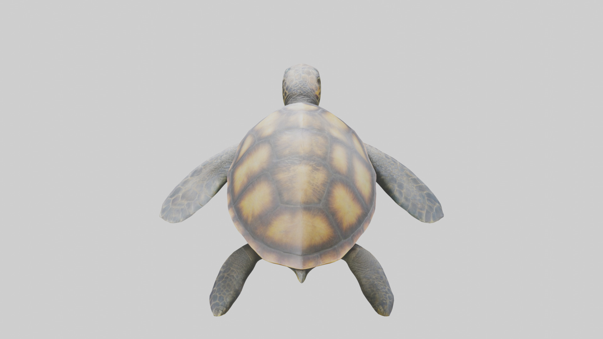 Sea Turtle model 3D model_15