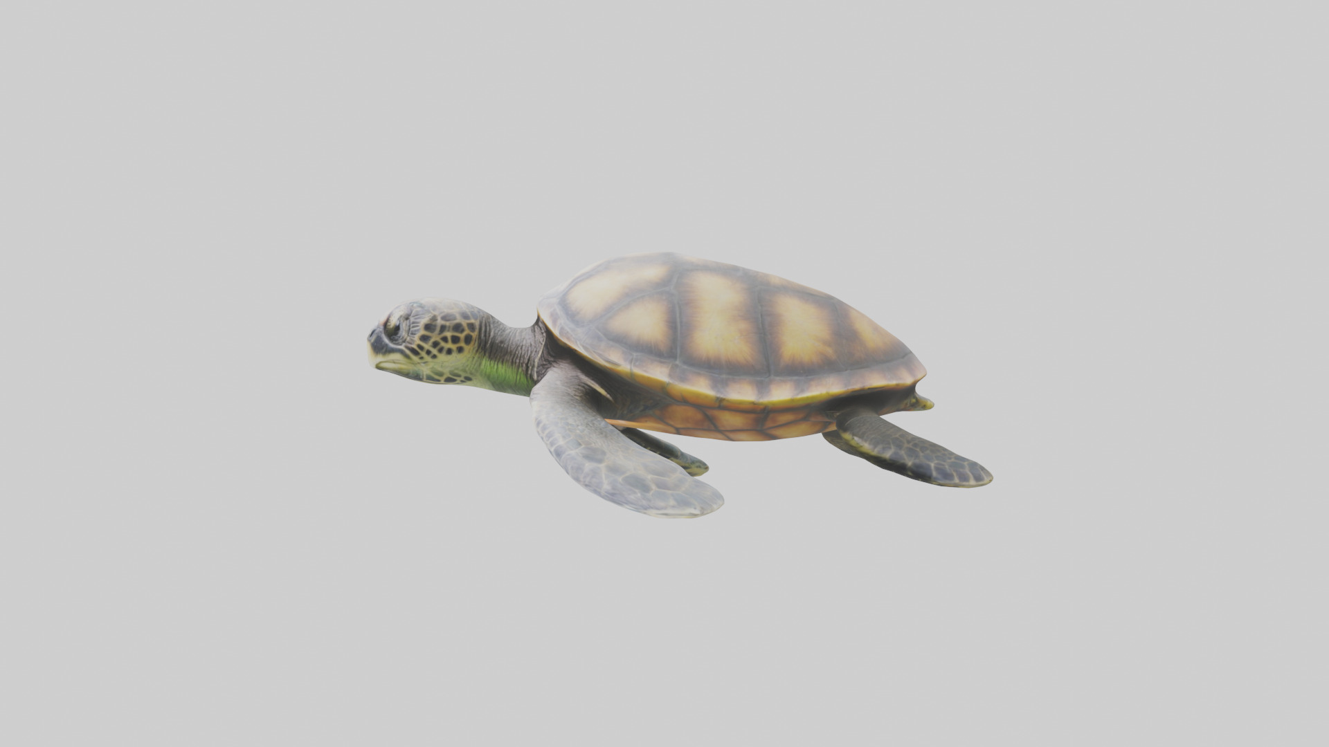 Sea Turtle model 3D model_12