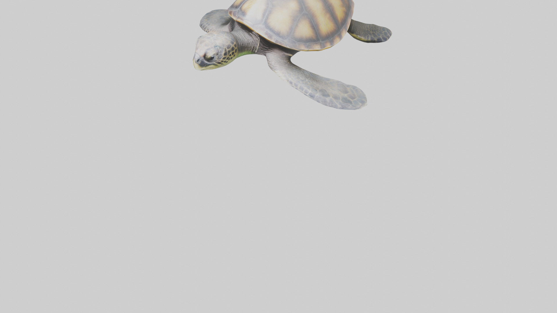 Sea Turtle model 3D model_5