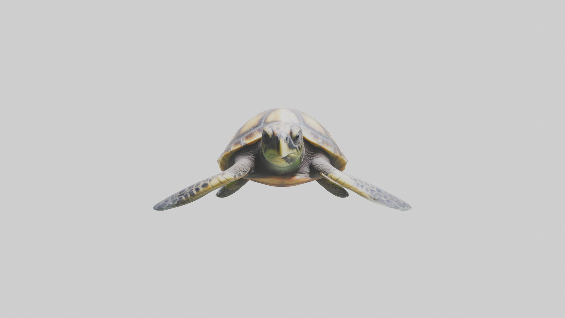 Sea Turtle model 3D model_9