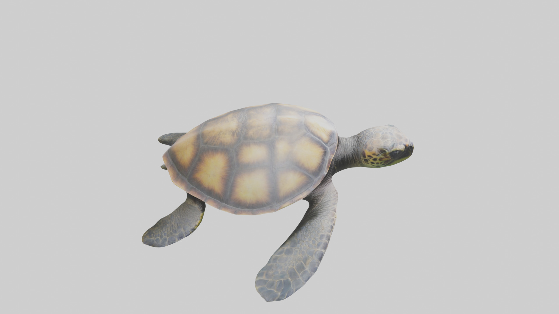 Sea Turtle model 3D model_18