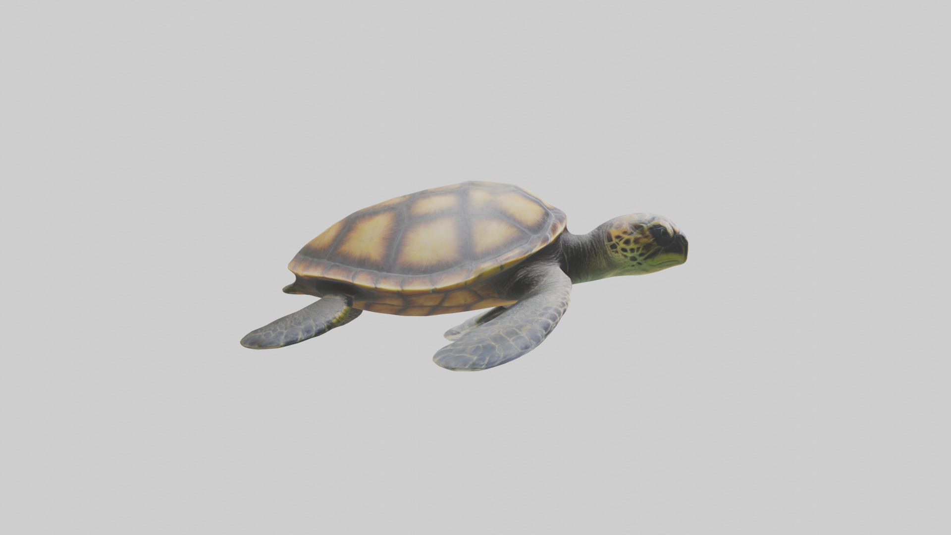 Sea Turtle model 3D model_13