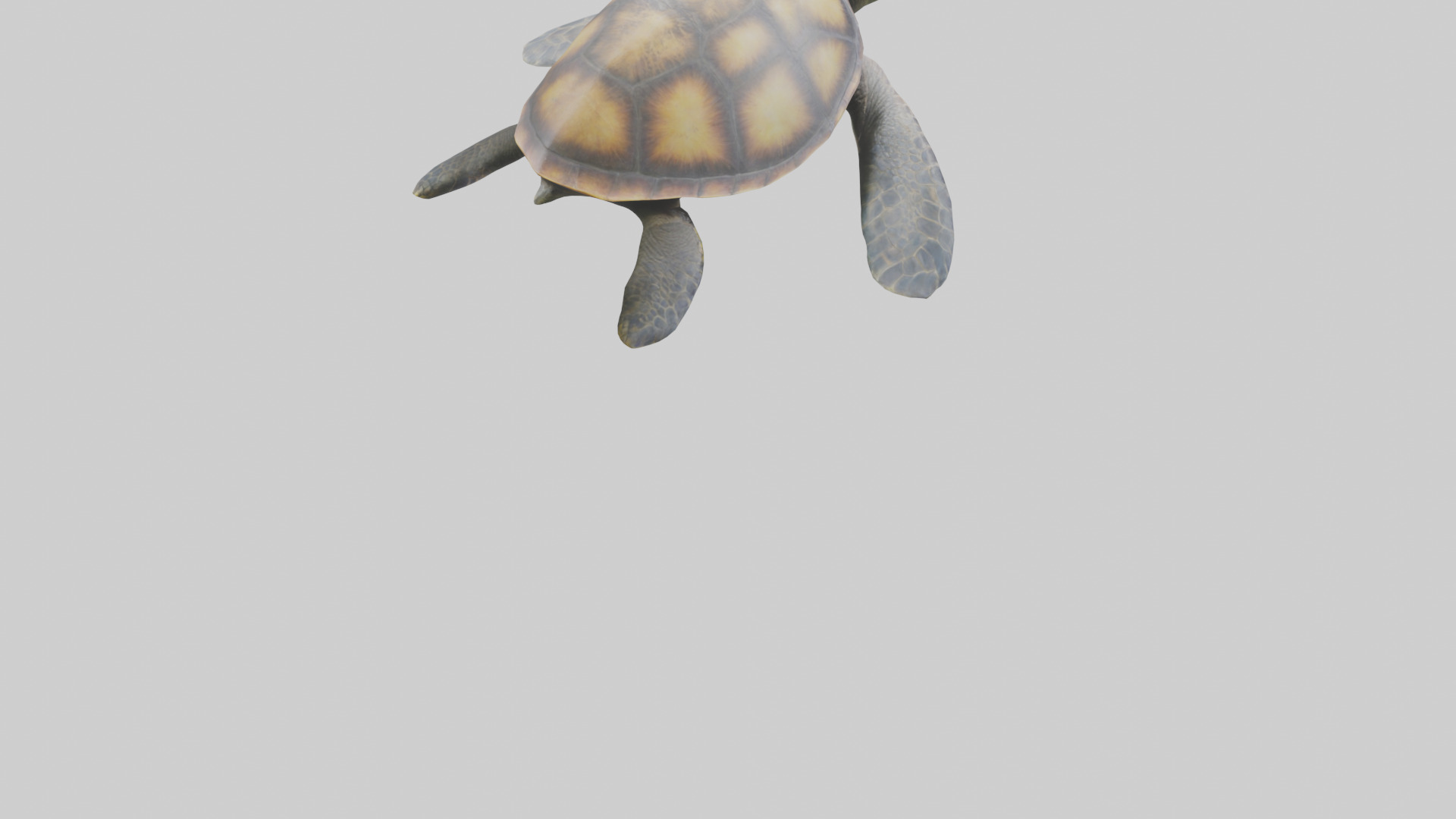 Sea Turtle model 3D model_4