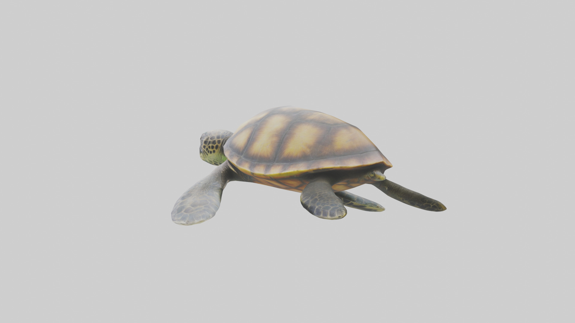 Sea Turtle model 3D model_1