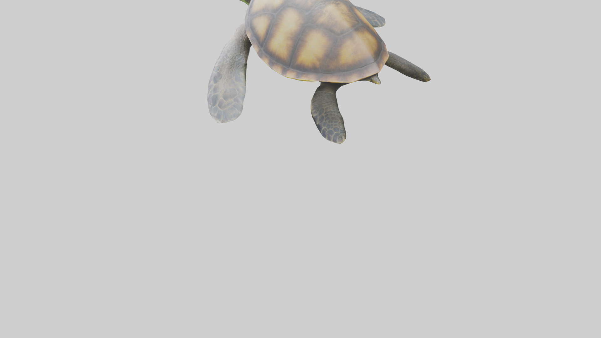 Sea Turtle model 3D model_3